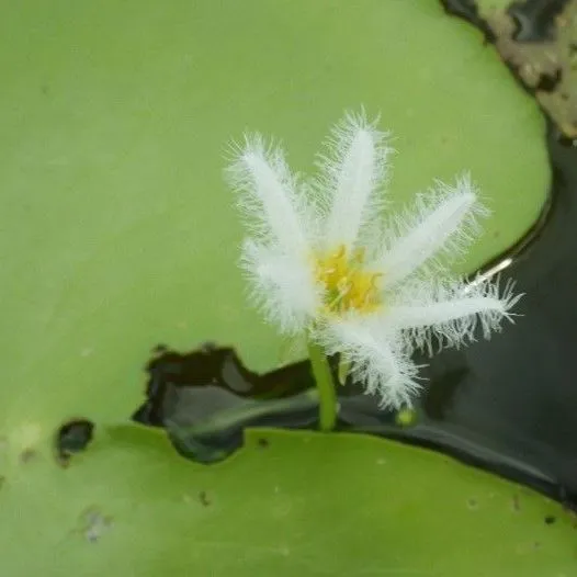 thumbnail for publication: Floatinghearts: Nymphoides spp.